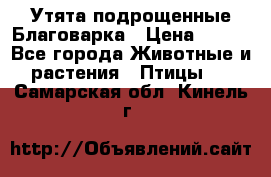 Утята подрощенные Благоварка › Цена ­ 100 - Все города Животные и растения » Птицы   . Самарская обл.,Кинель г.